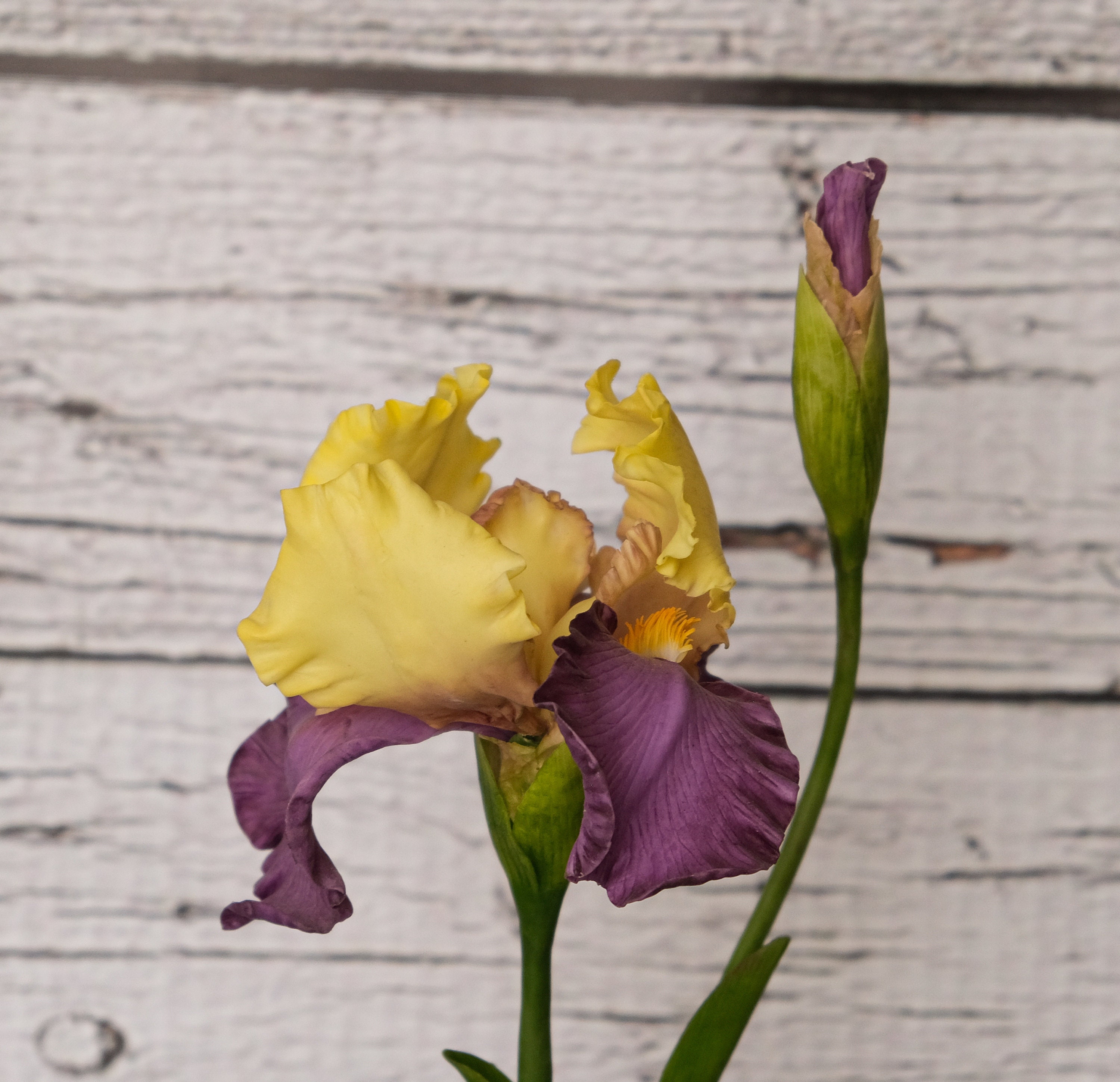 Bearded Iris plants Cottagecore decor Real touch flowers Etsy
