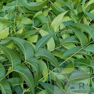 1 ounce fresh neem leaves