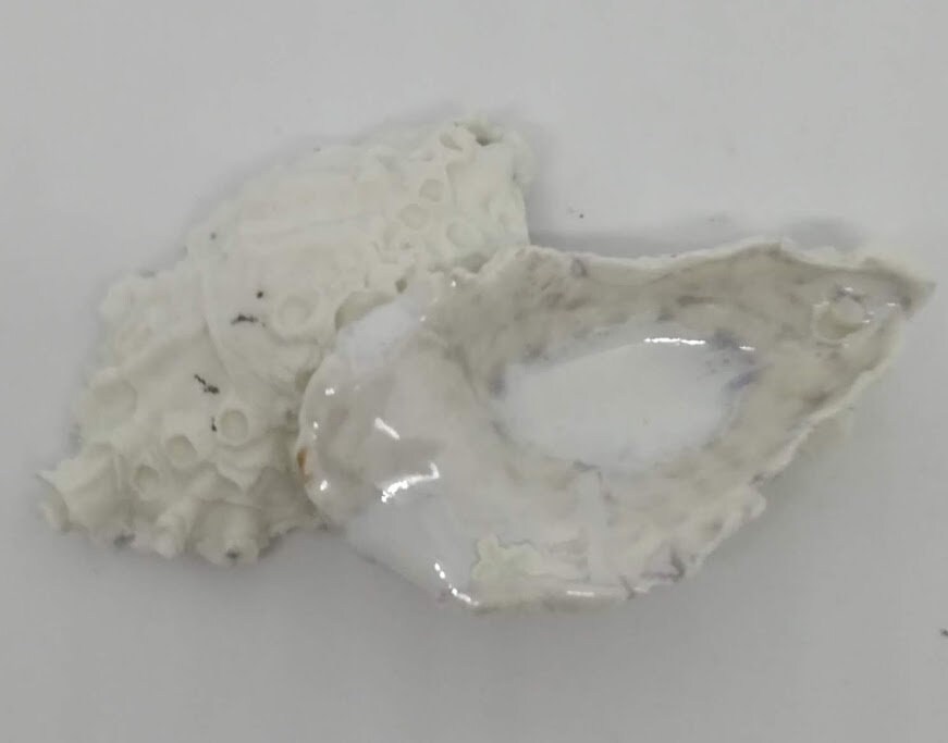 Coquillage Huitre en Porcelaine, à Suspendre, Lot de 2, Pièces Unique