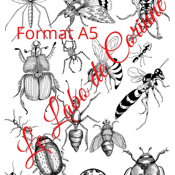 Décalcomanie chromographie céramique, sur glaçure, émail, motif INSECTES, pour PORCELAINES, dessin d'artiste, format A6