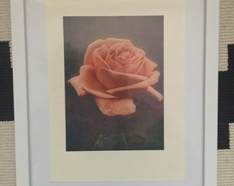 Vintage Rose Print, Flower Book Plate Print, Flower Print, Rose Print Framed Picture, Botanical Print, Vintage Rose Picture, Print Framed