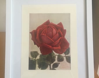 Puede incluir: Una impresión enmarcada de una sola rosa roja con hojas verdes. La rosa está en plena floración y la impresión está firmada "Thomas Hall"