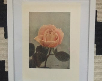 Vintage Rose Print Picture, Flower Print Framed Picture, Botanical Print, Flower Picture, Rose Print, Framed Rose Print, Rose Picture