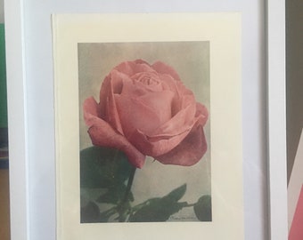Vintage Rosendruck, Blumendruckbild, botanischer Blumendruck, Blumenbild, Rosenbild gerahmt, rosa Rosenbild, Rosendruck gerahmt.