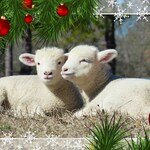 Sheep Greeting Cards