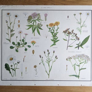 Set 1: Midcentury Lehrposter mit Wildblumen und Pflanzen - mit oder ohne Holzrahmen erhältlich