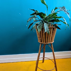 May include: A vintage bamboo plant stand holding a potted plant. The stand is made of natural-coloured bamboo and has a round base and a flared top. The plant has large green leaves with white variegation. The background is a teal wall and a yellow floor.