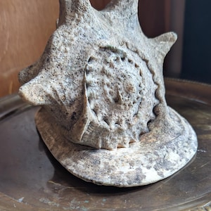 May include: A textured, light grey sea shell with a spiral pattern and pointed protrusions. The shell features a weathered, porous surface with dark grey and brown speckles throughout its structure, resting on a wide, flat, circular base.