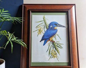 Vintage 'Azure Kingfisher' print in vintage solid wood frame, after Deirdre Lynette Hunt (b.1939)
