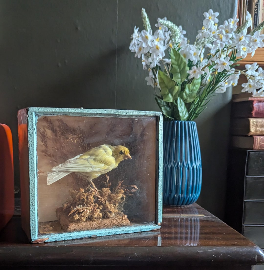 Picture Idea: Finch Bird Taxidermy In Scratch Built Glazed Display Case
