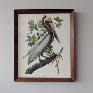 Vintage Brown Pelican print in vintage wooden frame, after J.J. Audubon's early 19th century bird illustrations