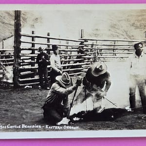 May include: Vintage black and white postcard depicting a cattle branding scene in Eastern Oregon. Cowboys in hats and work clothes are gathered around a calf, with a wooden fence and mountainous backdrop.