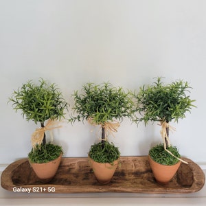 Set of Three Mini  Faux Rosemary Topiary in Rustic Terracotta Pot