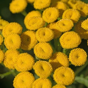 K&ouml;nnte beinhalten: Eine Ansammlung leuchtend gelber Rainfarnbl&uuml;ten, die jeweils einen dichten, knopfartigen Kopf aus zahlreichen winzigen, eng beieinander liegenden Bl&uuml;ten aufweisen. Die leuchtend gelben Bl&uuml;ten sind in einer kompakten, runden Form angeordnet.