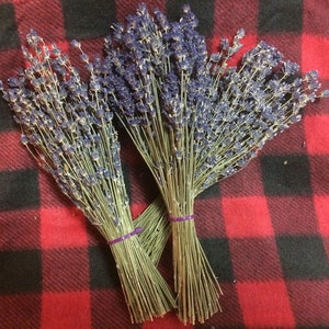 5 8&quot; Lavender Bunches - 5 Bunches - 8&quot; Long - 100-150 stems/bunch dried lavender bouquet
