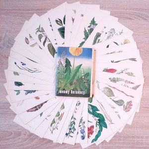 1980 - Set 32 Farbkarten Illustrationen der botanischen Pflanzen