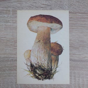 Cartes postales d'art champignon - 32 estampes botaniques vintage - 1976 Moscou, illustrations Shipilenko