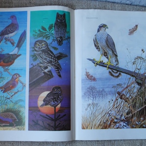 1980s - our pets, illustrated book about Birds and Beasts at Home, reptiles and aquarium fish