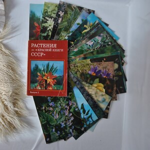 Conjunto vintage de 25 cartões postais coloridos soviéticos com ilustrações de plantas do Livro Vermelho da URSS