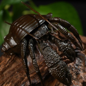 May include: A detailed bronze sculpture of a crab with a textured shell and multiple legs. The crab is positioned on a piece of wood, showcasing its intricate details and realistic appearance. The sculpture's dark brown color adds to its lifelike quality.