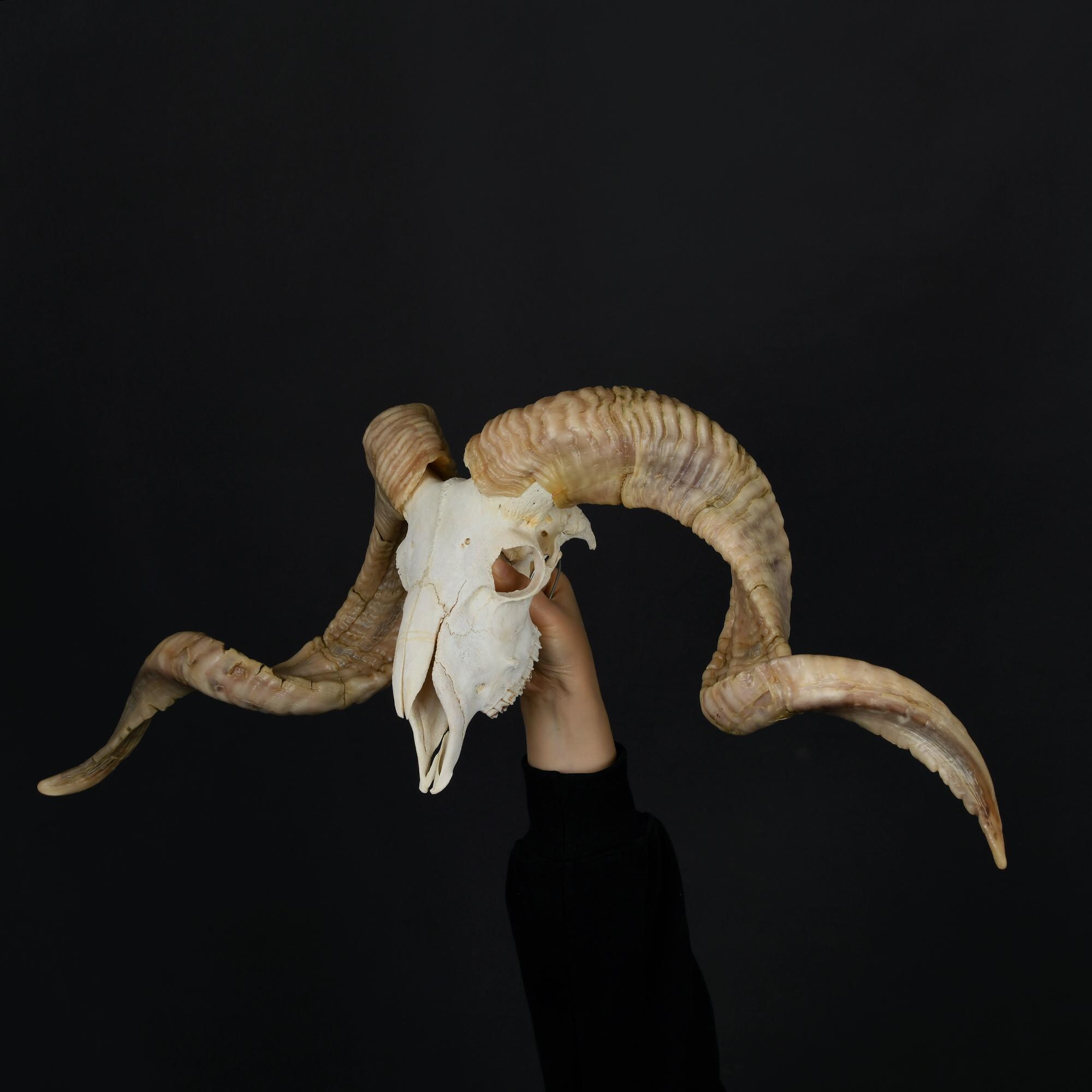 Sheep Keleton Sheep Head/ram/artwork/skull/animal Skull/taxidermy/skeleton/garden ...