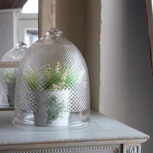 May include: A clear glass cloche with a diamond pattern, covering a small white pot with green and white plants. The cloche sits on a light blue antique dresser with a decorative drawer pull.