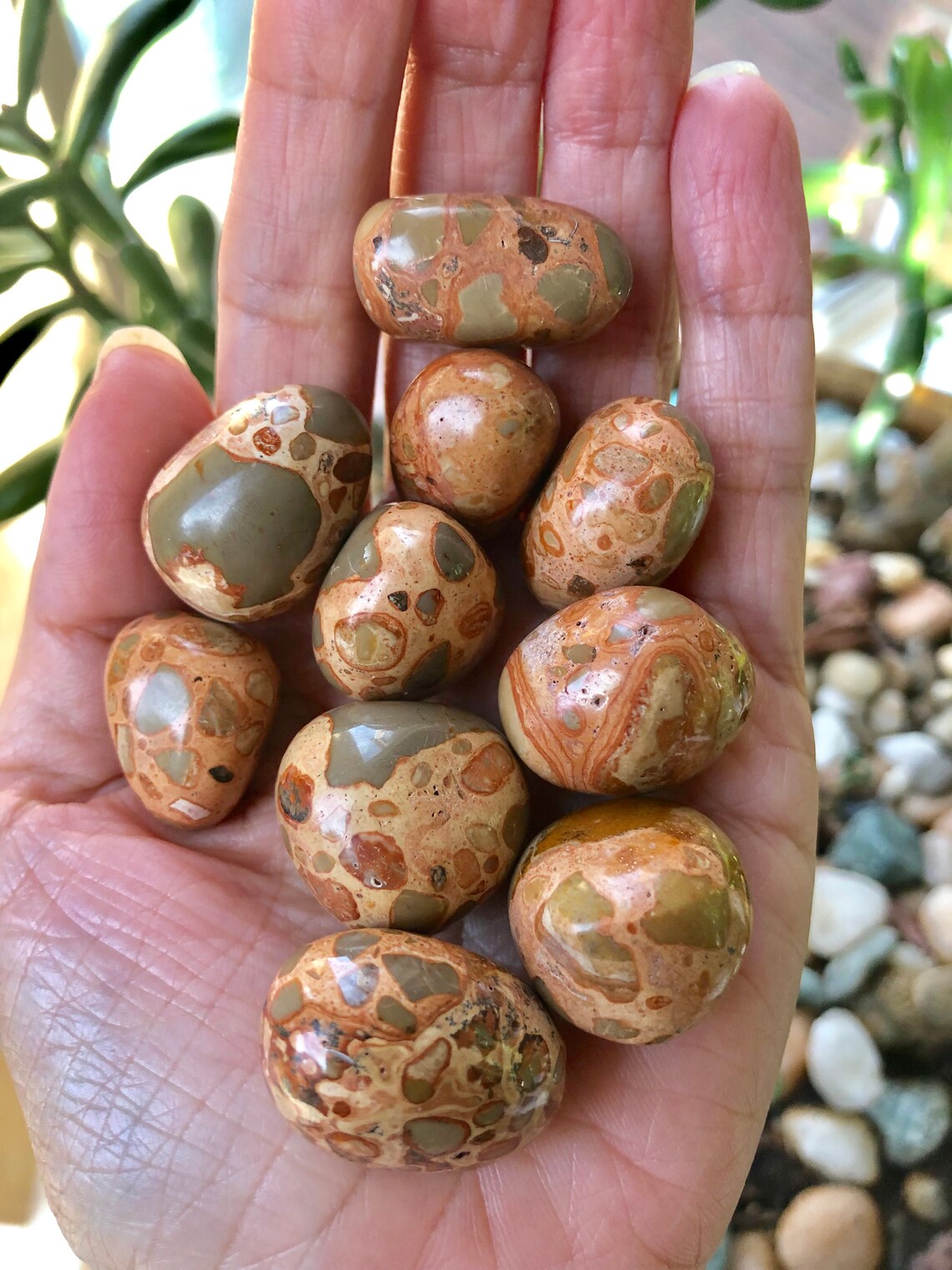 Beautiful Leopardite Crystal. Premium Leopard Skin Jasper Etsy