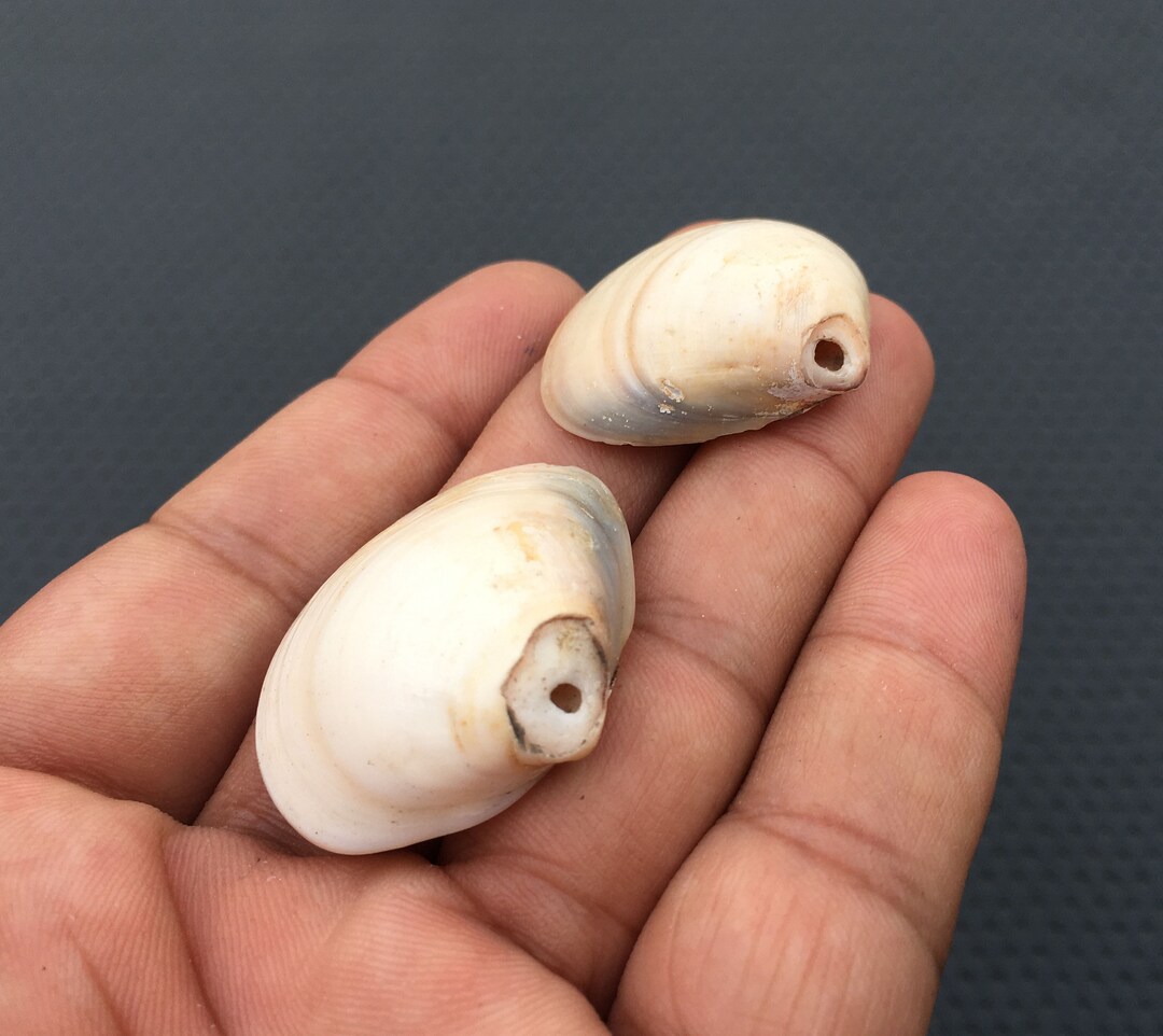 2 AAA Scallop Shells: Smooth Beach Wedding Favors (32x36-35x30 MM) - Etsy