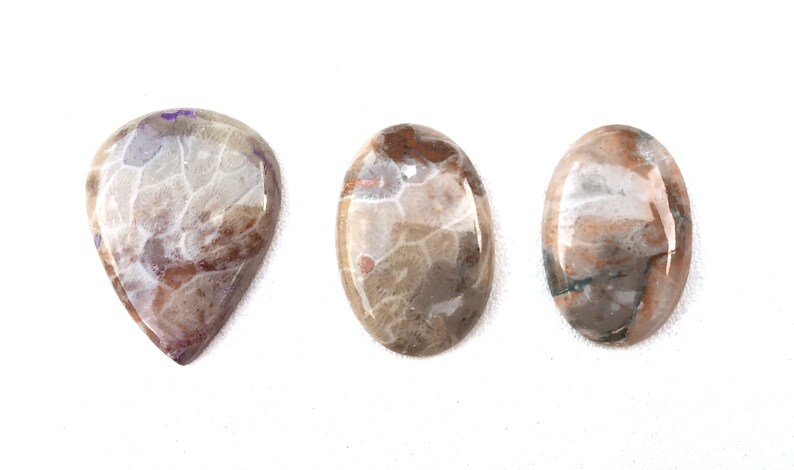 May include: Three fossilized stone cabochons in various shapes and sizes. The stones are a mix of white, brown, and gray with a swirling pattern.