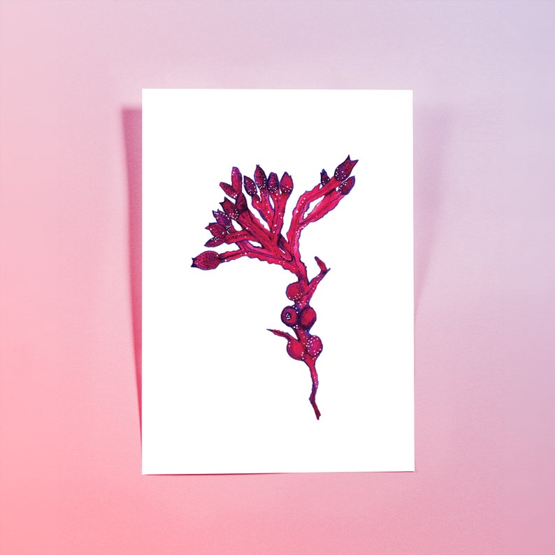 A5 Heavy Weight Art Print SEAWEED IN RED 100% recycled paper, artwork, wall art, illustration print, botanical print, botanicals, ink image 1