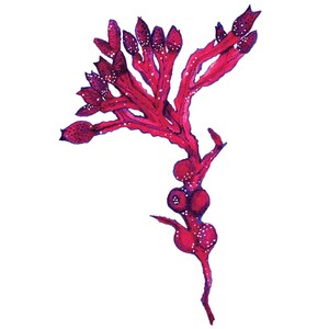 A5 Heavy Weight Art Print SEAWEED IN RED 100% recycled paper, artwork, wall art, illustration print, botanical print, botanicals, ink image 2