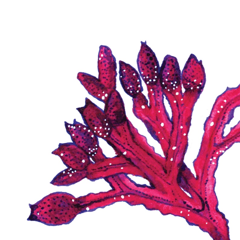 A5 Heavy Weight Art Print SEAWEED IN RED 100% recycled paper, artwork, wall art, illustration print, botanical print, botanicals, ink image 3