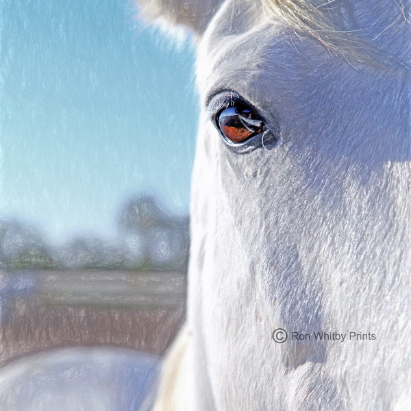 Camargue Horse #2 - Limitierte Auflage von 20 Giclée-Drucken