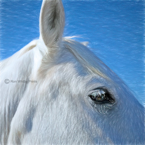 Cheval Camargue #1 - Série limitée de 20 tirages Giclée