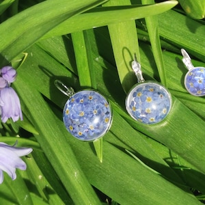 Real Forget-me-not earrings/ Back latch/ 3 sizes/ Handmade