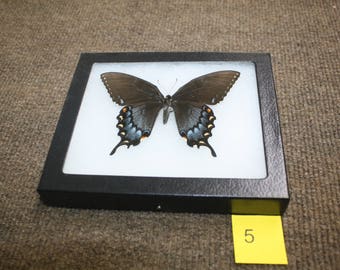 Eastern Tiger Swallowtail -Female