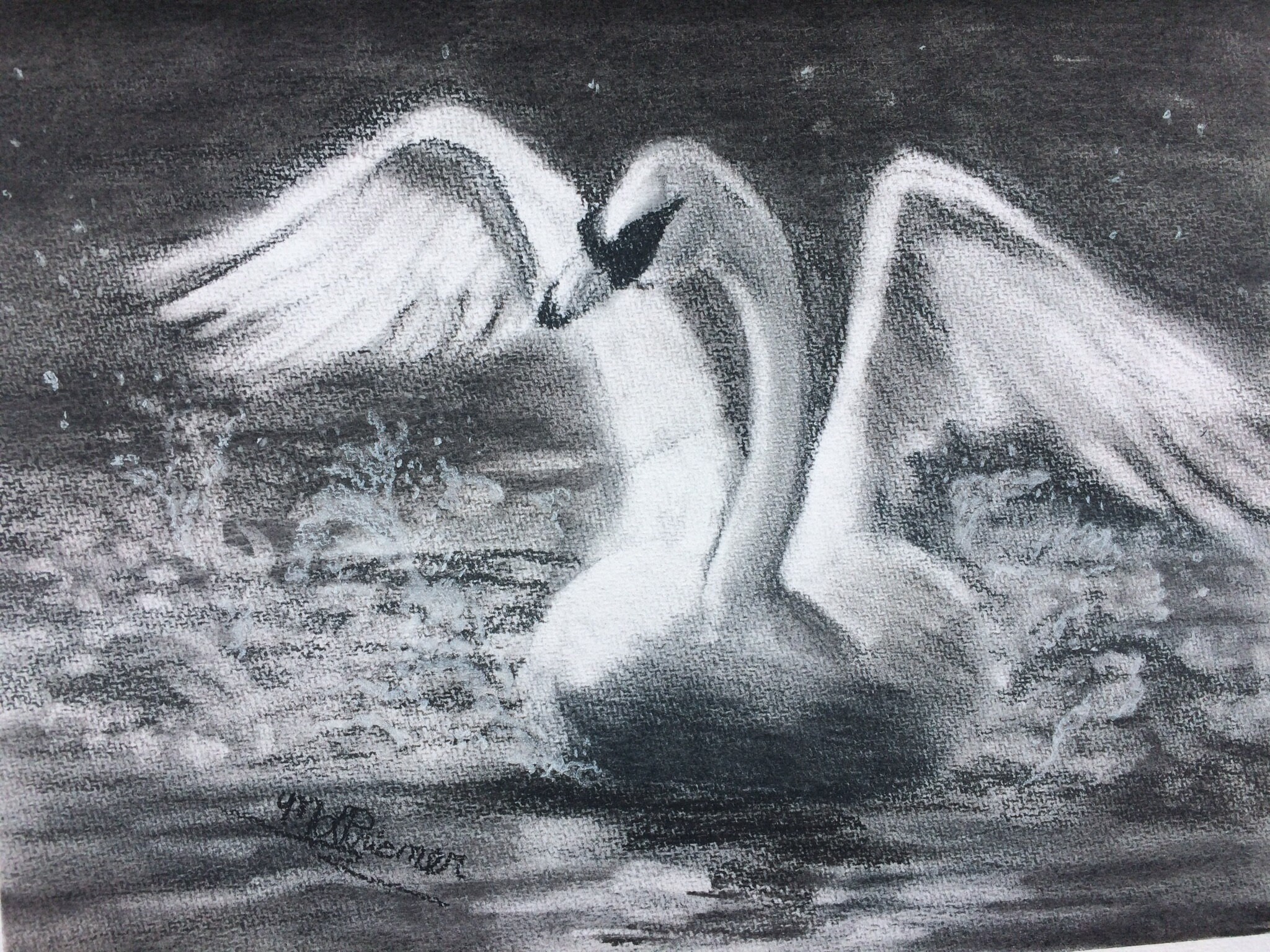 Charcoal Drawing Of Swan Black And White 9x12 On Watercolor Etsy