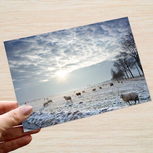 Sheep Christmas Cards & Packs Farm at Sunrise Countryside Winter Snow Landscapes Agriculture Farming Xmas cards UK