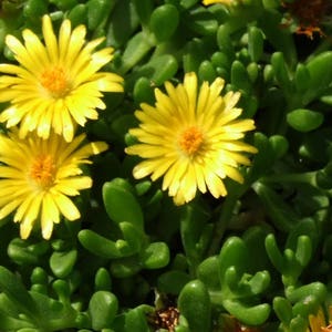 Gold Nugget Ice Plant  Set of 3 pots Great Groundcover