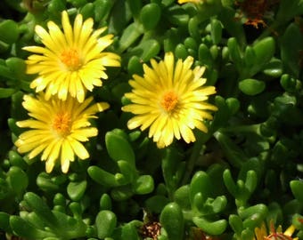 Gold Nugget Ice Plant  72 Plant Plug Flat Great Groundcover