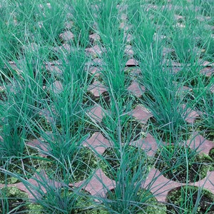 Boulder Blue 50 Plant Plug Flat Great Ornamental Grass Groundcover