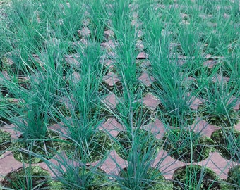 Boulder Blue 50 Plant Plug Flat Great Ornamental Grass Groundcover