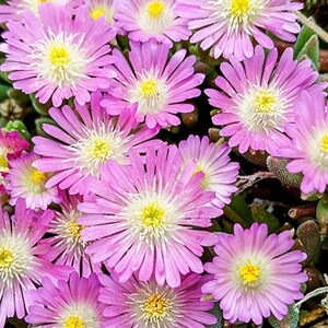 Ice Plant, Jewel Of Desert Rose Quartz Flat of 18 Pots image 1