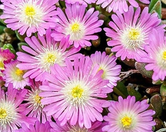 Ice Plant, Jewel Of Desert Rose Quartz; Flat of 18 Pots