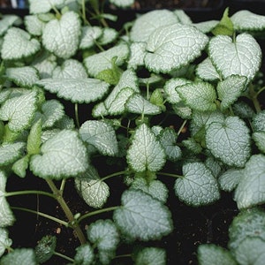 Lamium, Beacon Silver Set of 3 Pots image 4