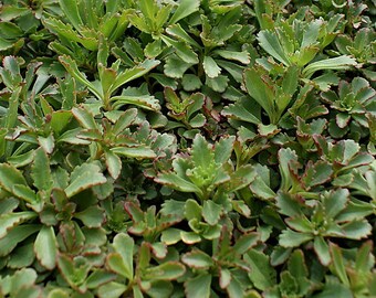 Czar's Gold Sedum 72 Plant Plug Flat Great Groundcover