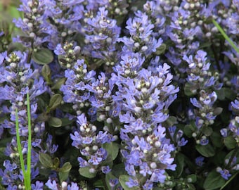 Ajuga, Chocolate Chip;  Set of 3 Pots