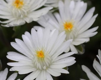 Ice Plant, Moonstone; Set of 3 Pots