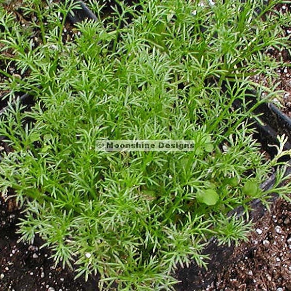 Roman Chamomile Perennial herb groundcover Three POTTED PLANTS