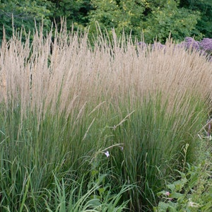 Karl Foerster Freather Reed Grass 50 Plant  Flat Great Ornamental